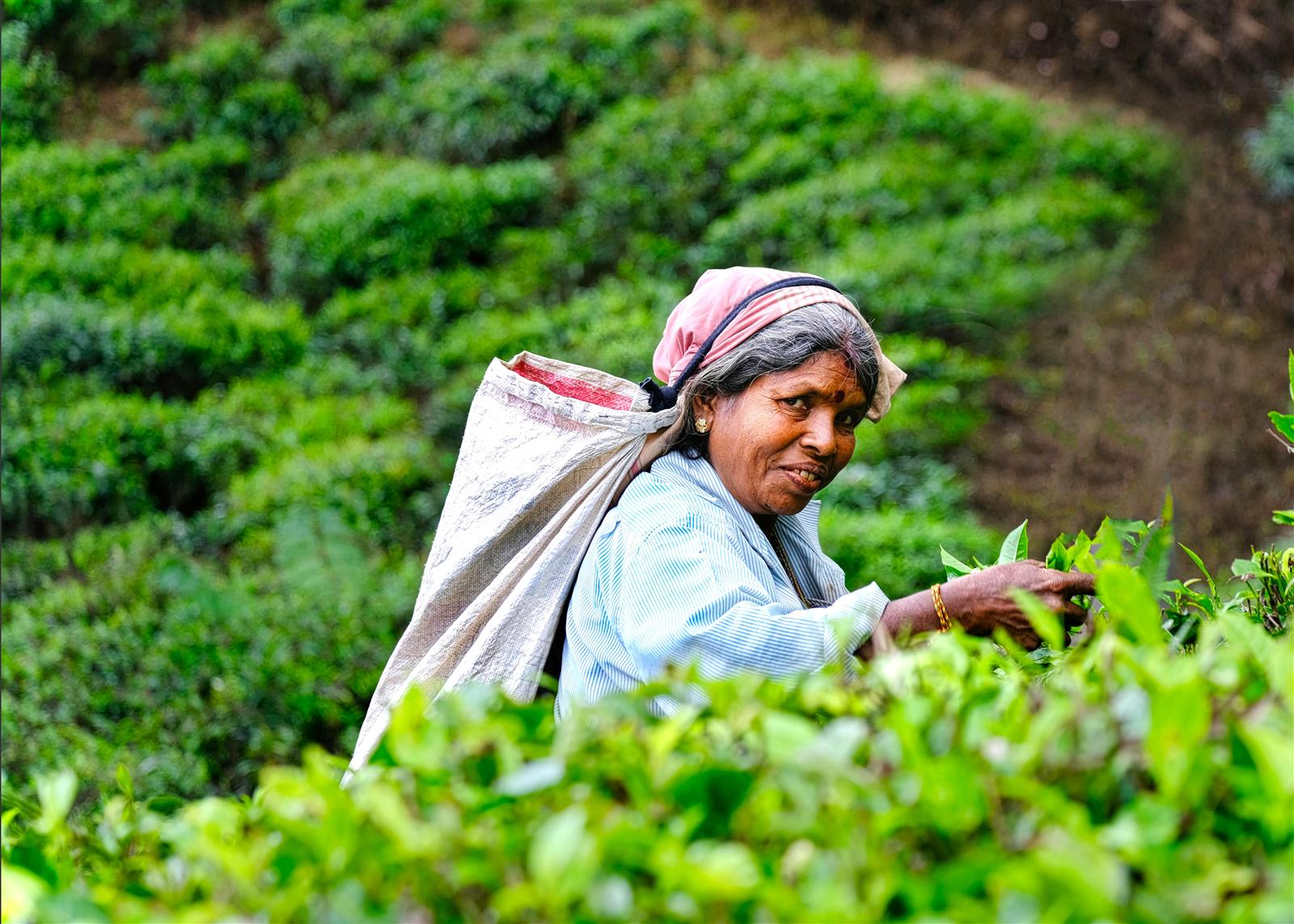 Tea Picker Lady